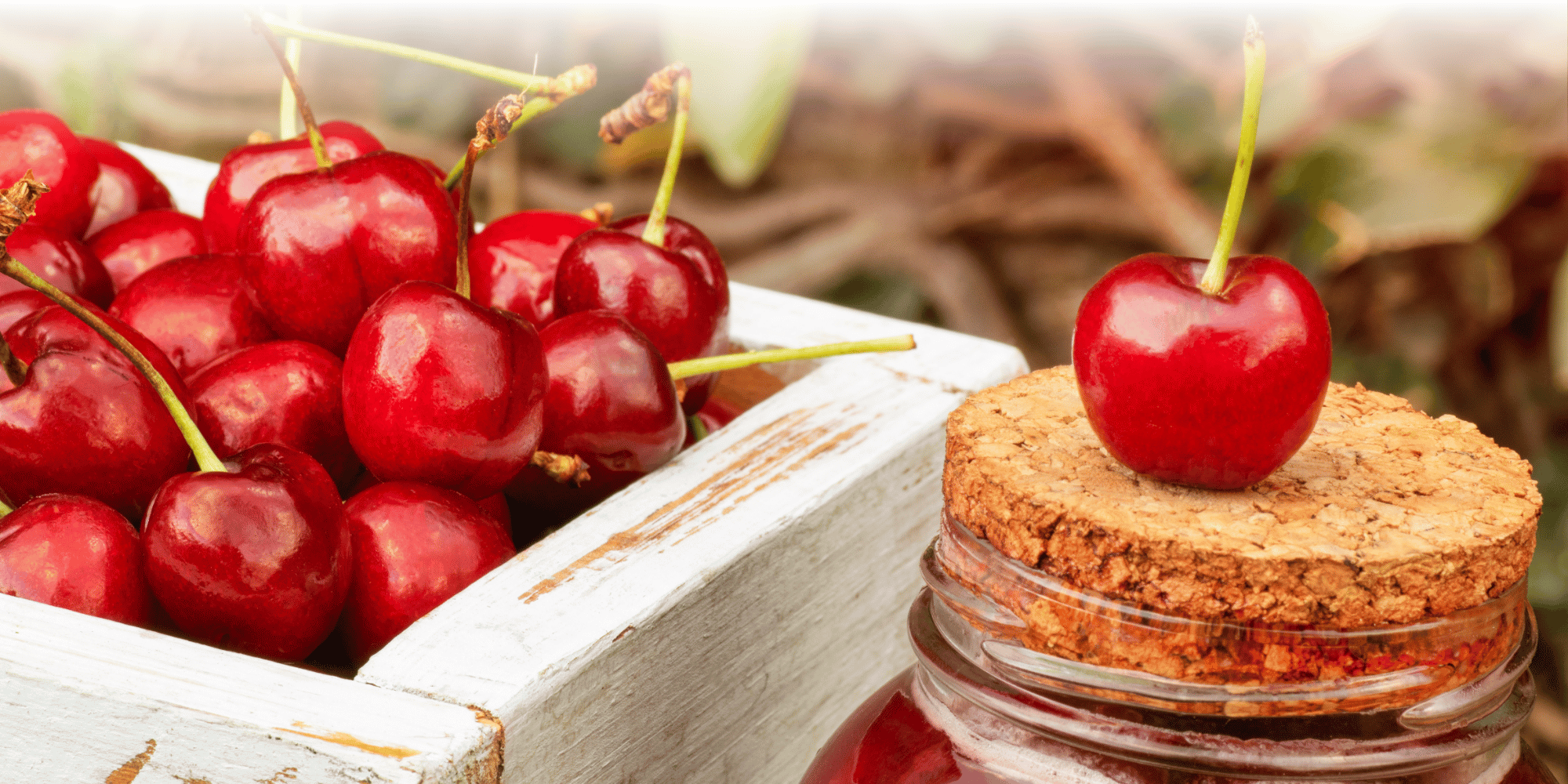 A close-up of bright red cherries with stalks heaped in a distressed white wooden box, with a small cork-lidded glass jar topped with a single cherry placed beside it, against a blurred natural background.
