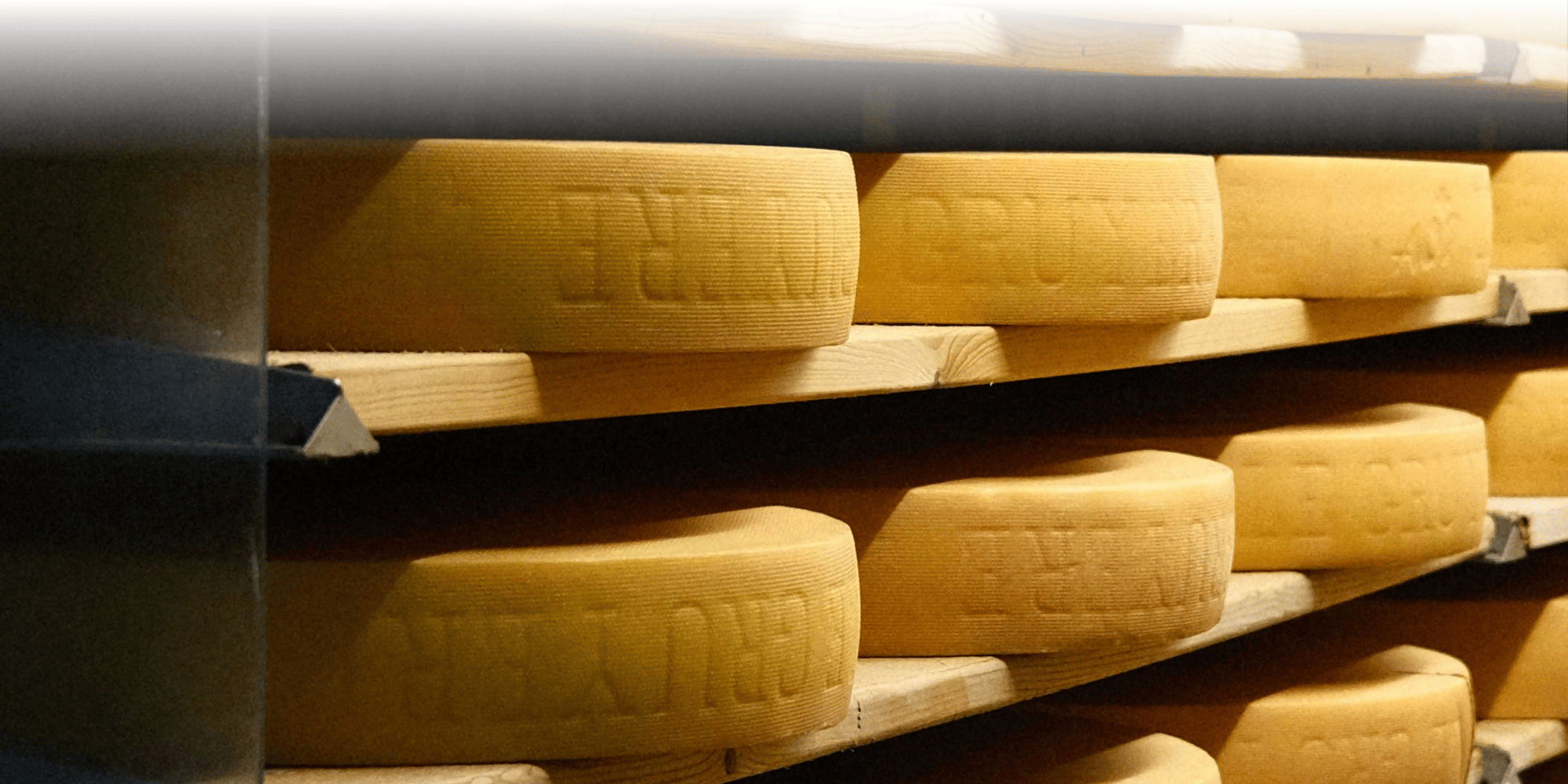 Rows of Gruyère cheese wheels maturing on wooden shelves in an ageing cellar.