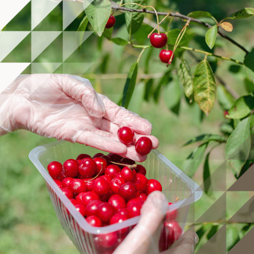 A person wearing a disposable glove and a beaded bracelet picking bright red cherries from a leafy tree branch and dropping them into a clear plastic fruit punnet, with a green garden background