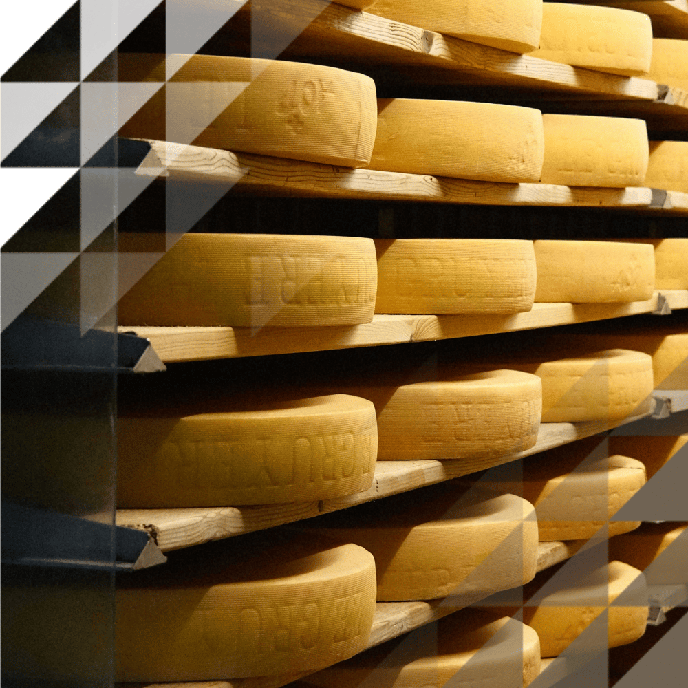 Rows of Gruyère cheese wheels maturing on wooden shelves in an ageing cellar.
